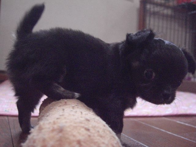 あろまベビー0930-3