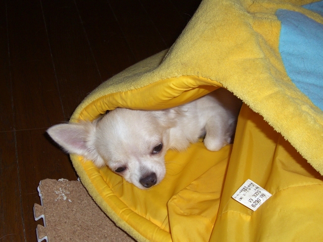 お疲れのりき・・