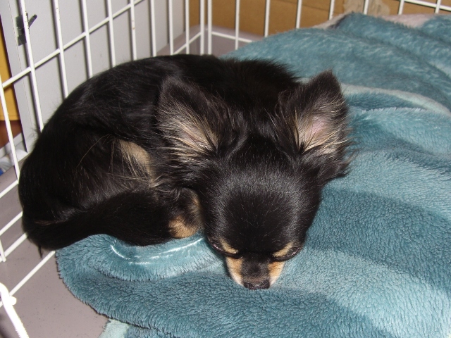 あろまさんも・・