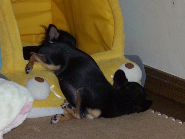 はなちゃん・・・(^▽^;)