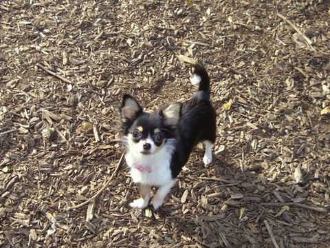 はじめてのドッグラン