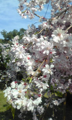 桜
