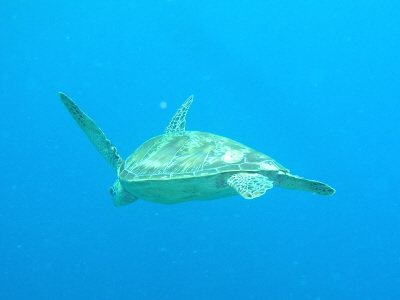 カメ