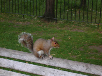 Squirrel