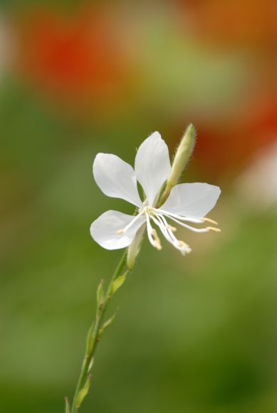 s_gaura0141.jpg