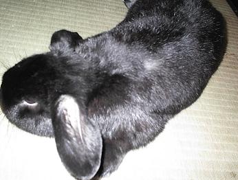 やさぐれウサギ