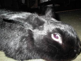 気だるそうなウサギ