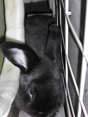 挟まれ翔ちゃん