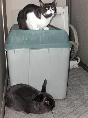 翔ちゃんとさくら