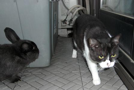 翔ちゃんとさくら2