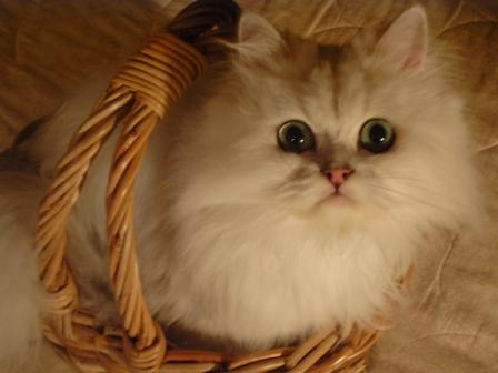 おすましキティ