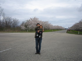 菜の花ロードの桜