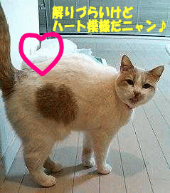 ﾊｰﾄだにゃん