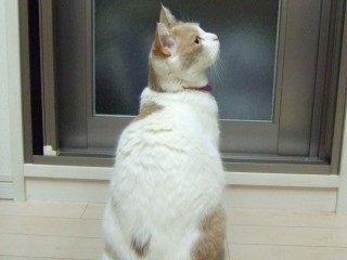 いつものイヴ-1