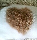 イヴﾊｰﾄアップ