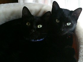 ルナちゃんとタマちゃん2