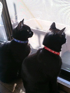 ルナちゃんとタマちゃん3