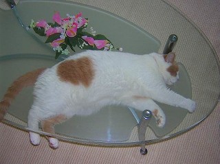 イヴ柄ﾃｰﾌﾞﾙ