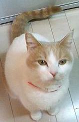 犬のような猫-1