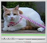 お散歩ﾃﾞﾋﾞｭｰ_動画用