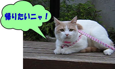帰りたいニャ