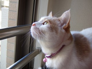 外を眺めるイヴ