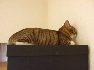 壁に向かって寝るルナ