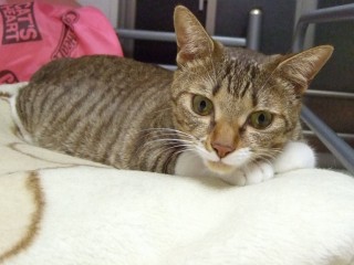 毛布の上のルナ