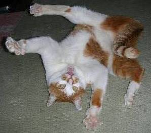 ニコちゃん秘蔵写真