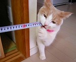 猫かぶり