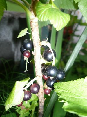 kurokasisu