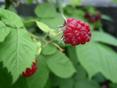 raspberry