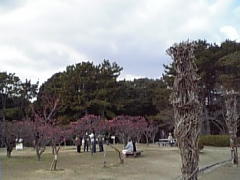 ume
