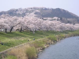 一目千年桜02