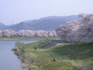 一目千年桜03