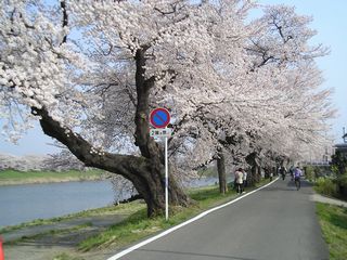一目千年桜04