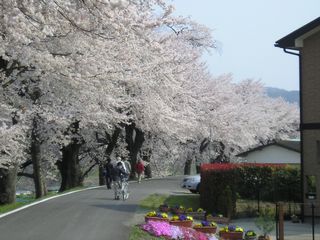 一目千年桜05