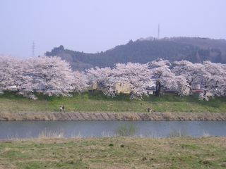 一目千年桜06