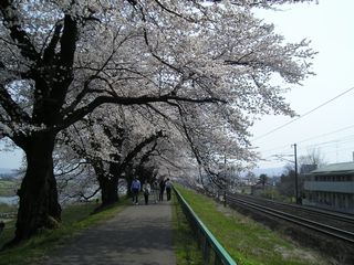 一目千年桜08