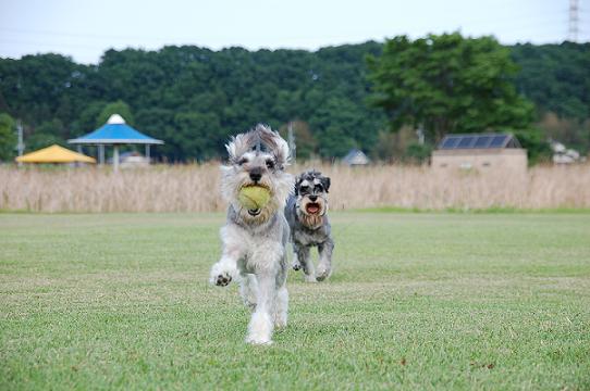 ボール　もってこーい！