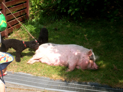 PICT0033 のコピー.jpg