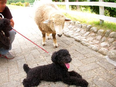 PICT0021 のコピー.jpg