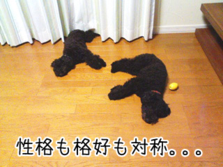 KC3A00024 のコピー.jpg