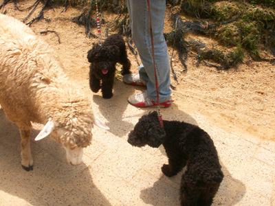 PICT0018 のコピー.jpg