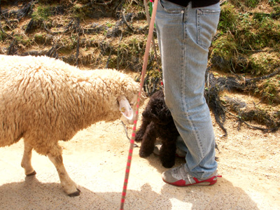 PICT0017 のコピー.jpg