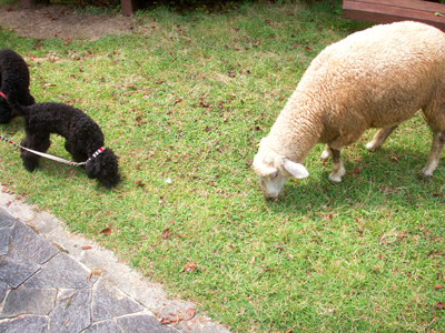 PICT0010 のコピー.jpg