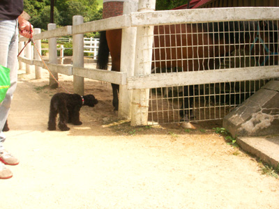 PICT0013 のコピー.jpg