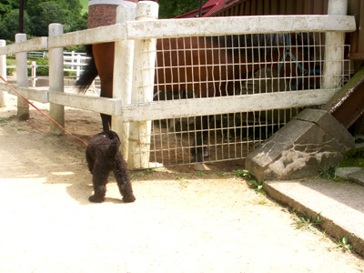 PICT0011 のコピー.jpg