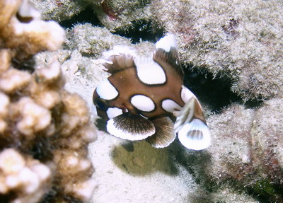 チョウチョウコショウダイ幼魚