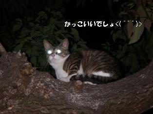 ねこ１